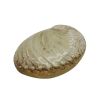 Салатник 365 мл 19*14,5 см h5 см Pearl Ammonite Shell Frutti di Mare P.L. [1]