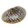 Салатник 365 мл 19*14,5 см h5 см Light Pearl Ammonite Shell Frutti di Mare P.L. [1]